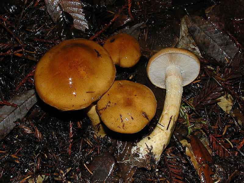 Heide-Schleimfuß