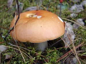 Orangeroter Graustiel-Täubling