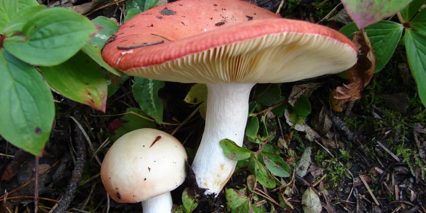 Leuchtendroter Täubling