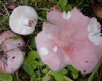 Verblassender Täubling