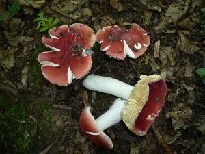 Scharfer Zinnober-Täubling