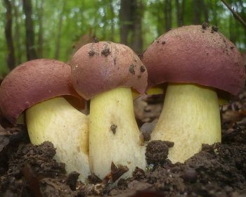 Blauender Königs-Röhrling